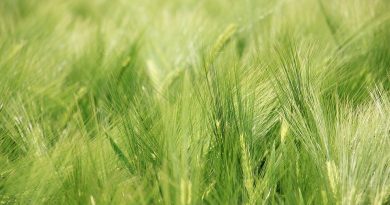 The Response of Spring Barley (Hordeum vulgare L.) to Climate Change in Northern Serbia
